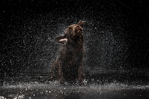 Summer wet mood. Portrait of chocolate color big Labrador dog playing in water splashes isolated over dark background. Concept of motion, pets love and animal life.