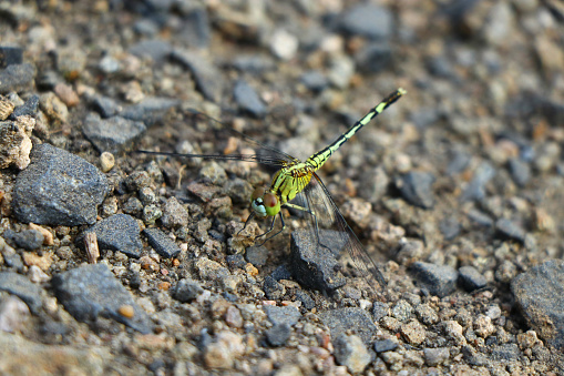 Orthetrum sabina, the slender skimmer or green marsh hawk, is a species of dragonfly in the family Libellulida. Nanded District, Maharashtra, India