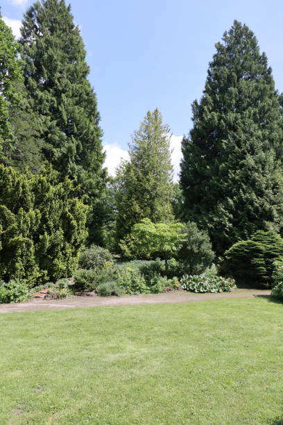 istock Nice sunny park with big trees and gravel path 1328647191