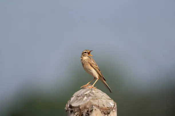 Paddyfield pipit or Oriental pipit, Anthus rufulus,  Grassland Area, India