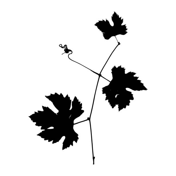 ブドウの自然の枝の刻印。植物パターン、印刷、はがきに適しています。ベクターの図。 - ブドウの葉点のイラスト素材／クリップアート素材／マンガ素材／アイコン素材