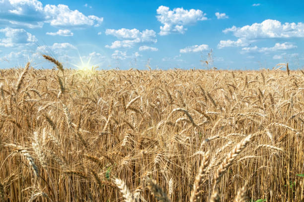 istock Ripe dry ears of wheat 1328651032