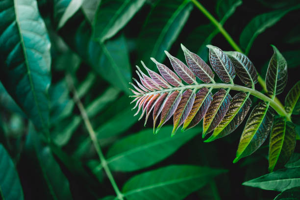 istock A background of deep green leaves. 1328651231