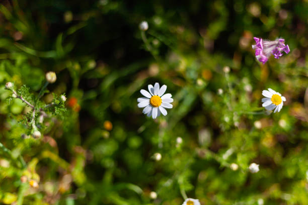 istock beautiful flower daisy on natural background 1328651245