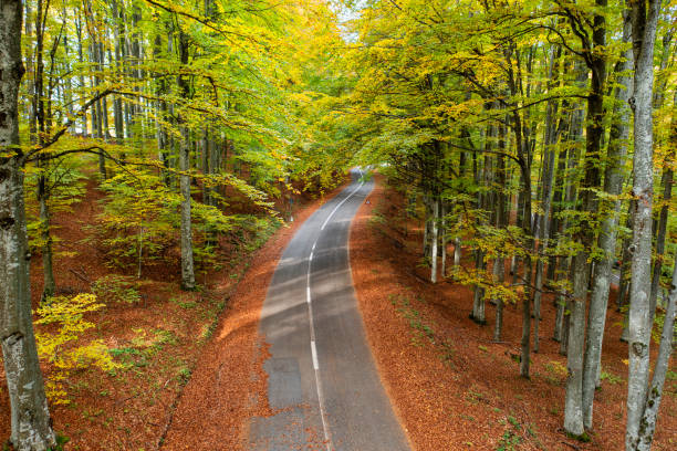 istock Road in the autumnal forest, top angle view 1328652110