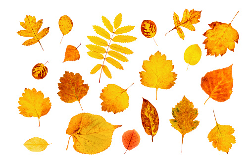 Set of natural autumn leaves isolated on white background. Top view.