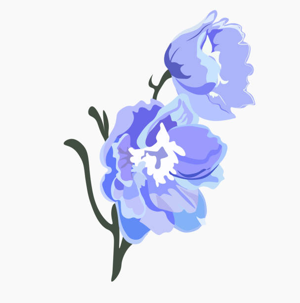 delphinium oder lerchensporn lila blühende blüten isoliert auf weißem hintergrund. - delphinie stock-grafiken, -clipart, -cartoons und -symbole