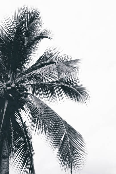istock Top of palm tree on cloudy sky background in black and white, square format. 1328655113