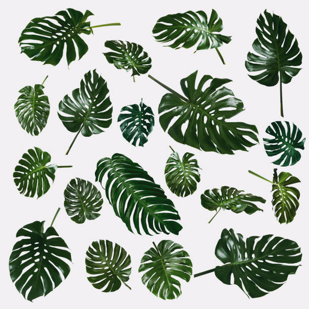 istock More beautiful exotic tropical leaves, isolated leaf background,monstera leaf 1328655120
