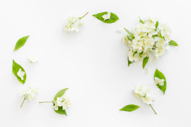 istock Floral frame pattern. Blossom jasmine flowers flat lay. Top view 1328655307