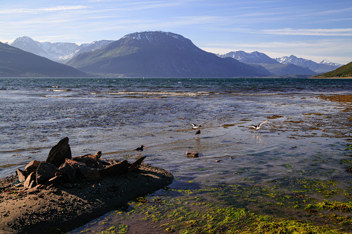 Norwegian landscape with a wide river, mountains on the horizon, a gull in the foreground. Norway.