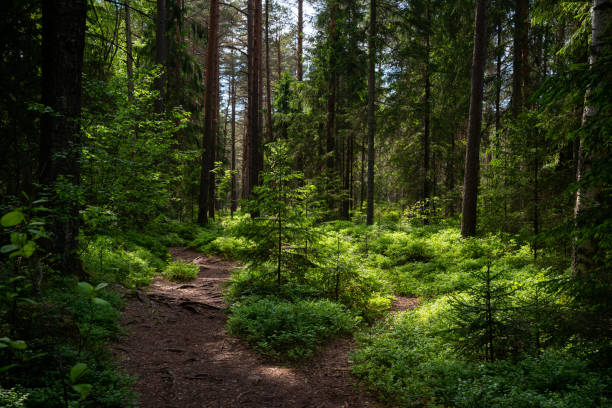 geheimnisvoller weg voller wurzeln inmitten eines hölzernen nadelwaldes, umgeben von grünen büschen und blättern und farnen - naturwald stock-fotos und bilder