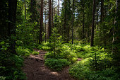 Mysterious path full of roots in the middle of wooden coniferous forrest, surrounded by green bushes and leaves and ferns