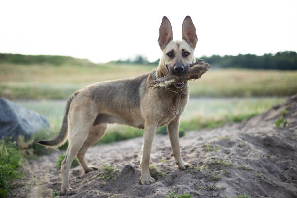 grand beau chien avec un bâton dans les dents. - dog retrieving german shepherd pets photos et images de collection