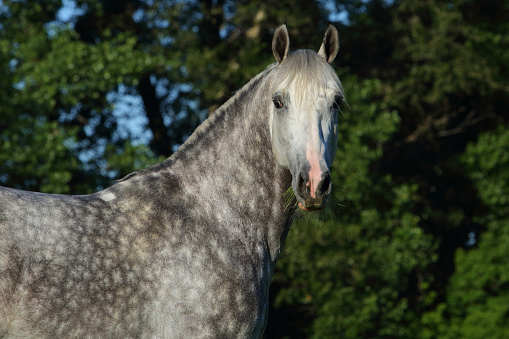 Haflinger horses on the Dolomites: the horses are farmed freely in the wide pasture of the mountain area