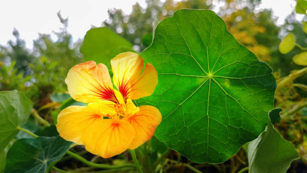 Close up yellow orange Tropaeolum majus,or Nasturtium,flower with leaf among green foliage,garden as backdrop.Horizontal,selective focus.Cottage core,country life concept,gardening.Flowerbed plant. cierre el naranja amarillo tropaeolum majus, o nasturtium, flor con hoja entre el follaje verde, el jardín como telón de fondo. enfoque horizontal y selectivo. núcleo de la cabaña, concepto de vida rural, jardinería. planta de macizo de flores