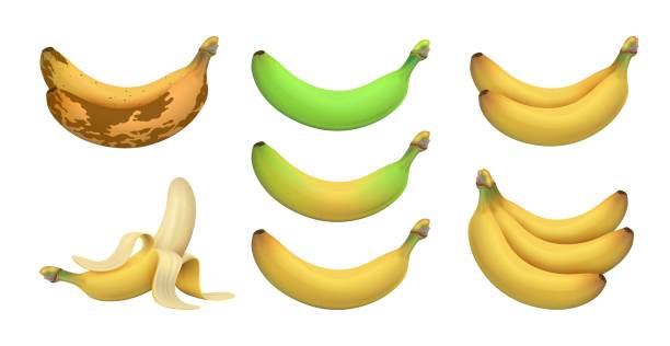 odizolowany realistyczny banan. banany tropikalne, egzotyczne owoce. poziom dojrzałości od zielonego podjednaka do brązowego zgniłego. wegetariańskie witaminy surowy zestaw wektorów - banana bunch yellow healthy lifestyle stock illustrations