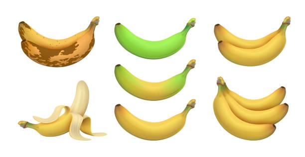 ilustrações, clipart, desenhos animados e ícones de banana realista isolada. bananas tropicais, frutas exóticas. níveis de maturação de underripe verde para marrom podre. conjunto de vetores crus de vitaminas vegetarianas - banana bunch yellow healthy lifestyle