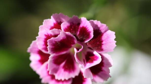 istock Flowers and insects 1328657731