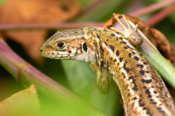 istock Green lizard (Lacerta virdis) female - close up 1328659829