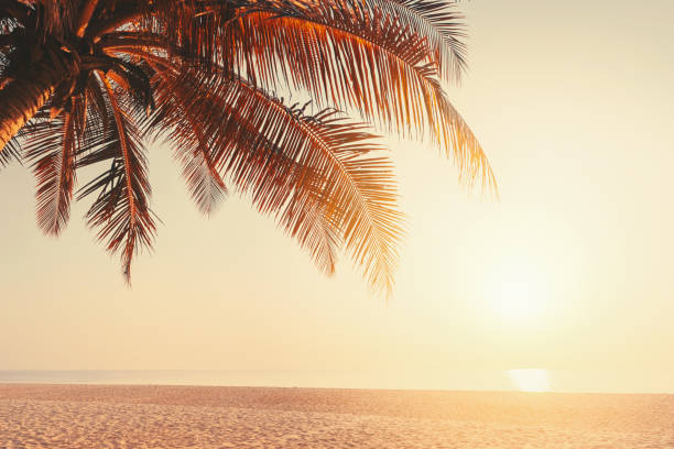 istock Palm tree at tropical beach on sunset sky abstract background. Summer vacation and nature travel adventure concept. 1328660497