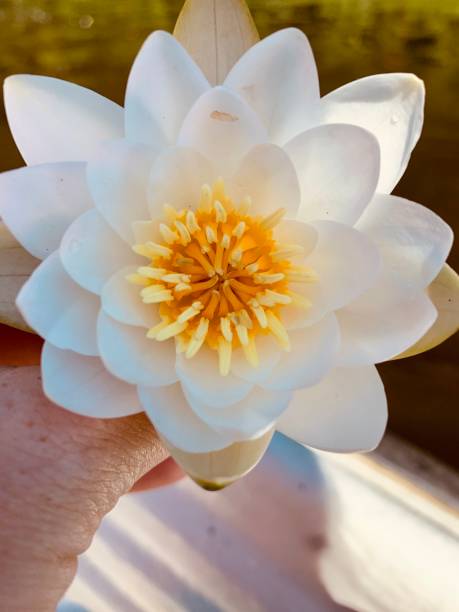 istock Beautiful water Lilly in female hand 1328660627