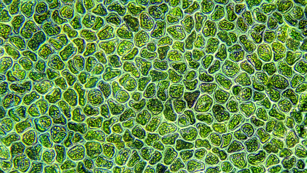 células de algas de agua - aumento del microscopio - chlorophyll fotografías e imágenes de stock