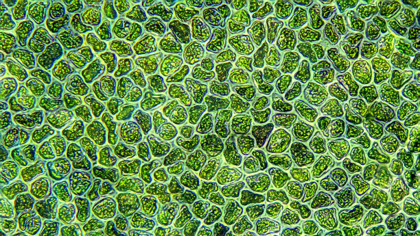 Water algae cells - microscope magnification stock photo