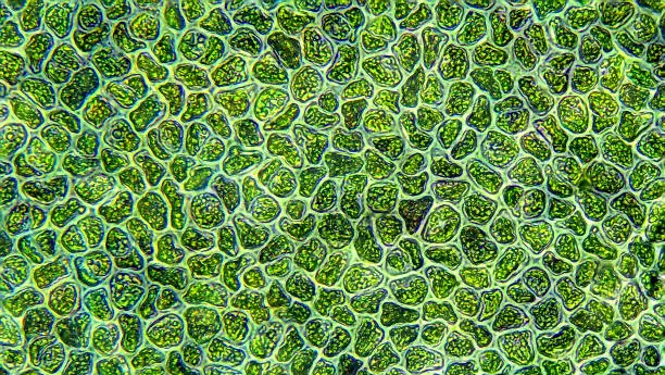 Photo of Water algae cells - microscope magnification