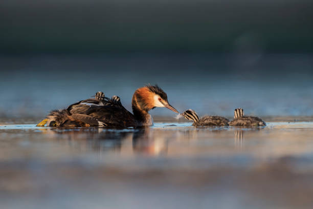 Great crested grebe podiceps cristatus (somormujo lavanco) great crested grebe stock pictures, royalty-free photos & images