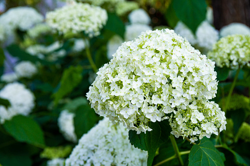 White hydrangea flowers in the garden close up. Beautiful summer flowers background. High quality photo
