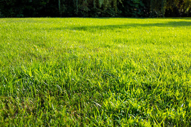 istock Lush green grass on the lawn texture 1328661809