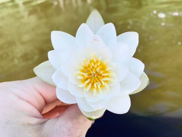 istock Beautiful water Lilly in female hand 1328661923
