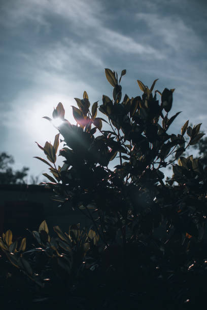 istock Plant silhouette in sunlight 1328662503
