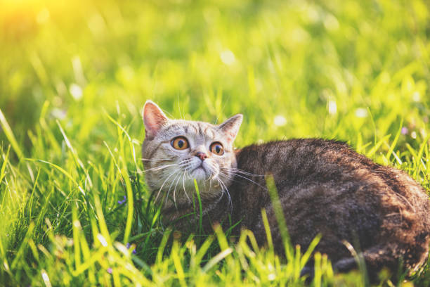istock A young cat lying on the grass in summer 1328662510