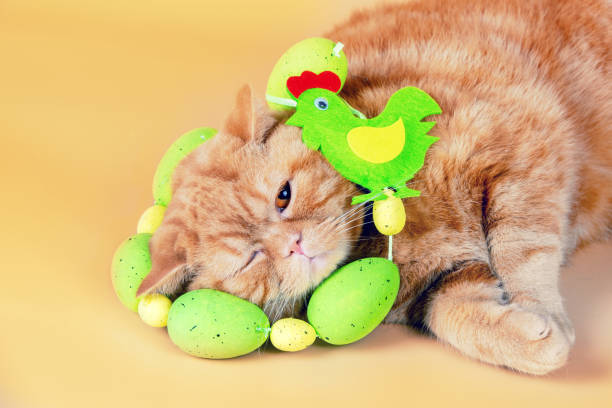 istock Cute funny ginger British shorthair cat with Easter eggs around neck lying on orange background 1328664779