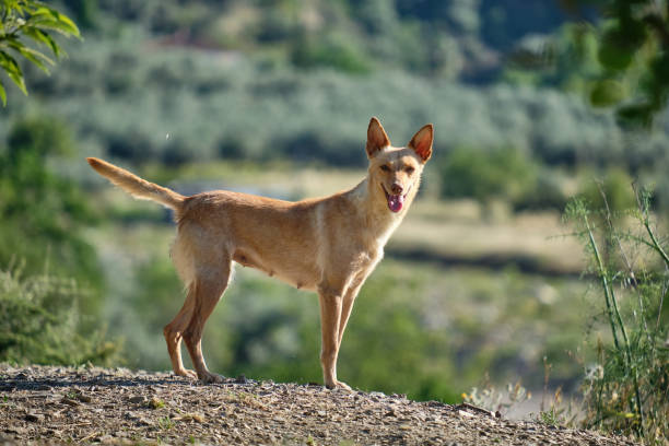 giovane segugio andaluso marrone che attraversa il campo, cane da caccia per conigli, lepri, pernici e piccioni di legno - podenco foto e immagini stock