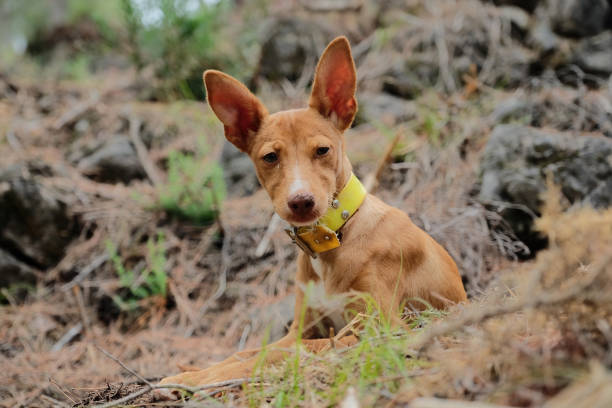 caccia al cucciolo di podenco andaluso marrone, cane da caccia per conigli, lepri, pernici e piccioni di legno - podenco foto e immagini stock