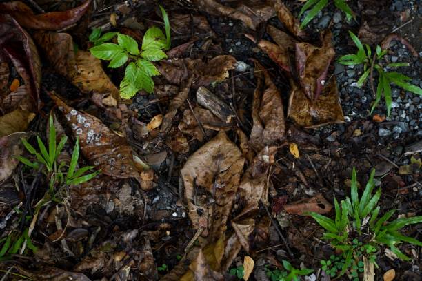 Forest Floor Forest floor potrait high angle forest floor stock pictures, royalty-free photos & images