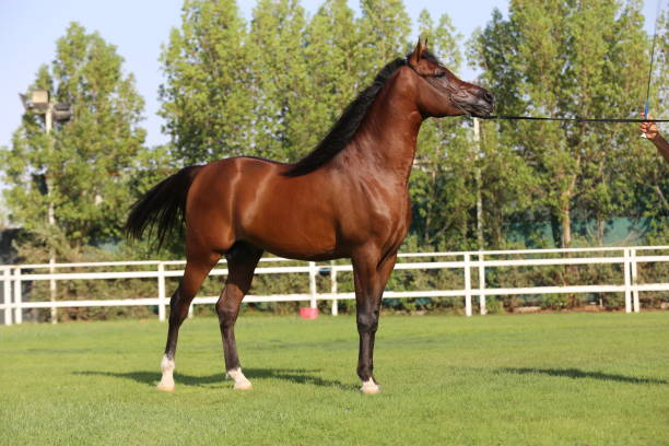 istock Arabian brown horse 1328666957