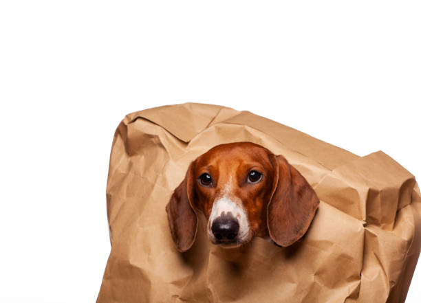 istock image of dog paper bag white background 1328667770