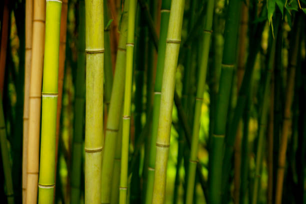 istock A group of green bamboo 1328668954