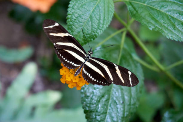istock zebra butterfly in white and black on a yellow flower 1328670645
