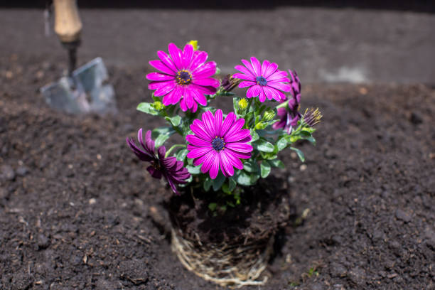 istock purple flower in home garden 1328670876