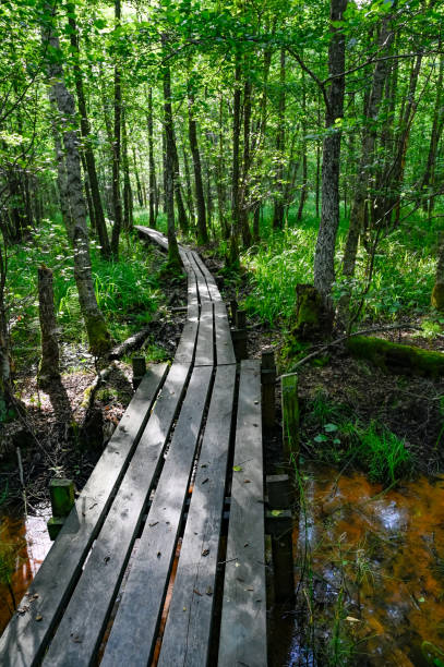 istock footbridge through green forest with backlight and shadows 1328671059