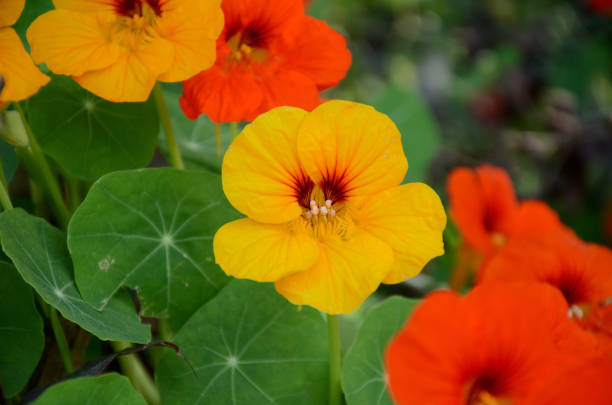 the yellow orange nasturtium flowers with vine and green leaves in the garden. the yellow orange nasturtium flowers with vine and green leaves in the garden. tropaeolum majus garden nasturtium indian cress or monks cress stock pictures, royalty-free photos & images