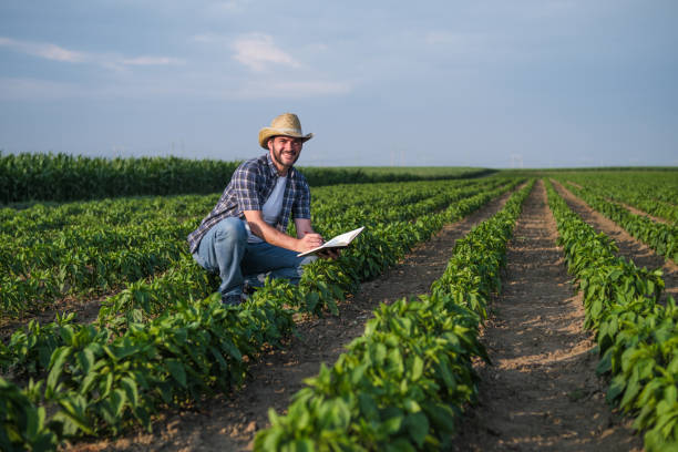 Farmer Farmer is examining his chili plantation. agronomist photos stock pictures, royalty-free photos & images