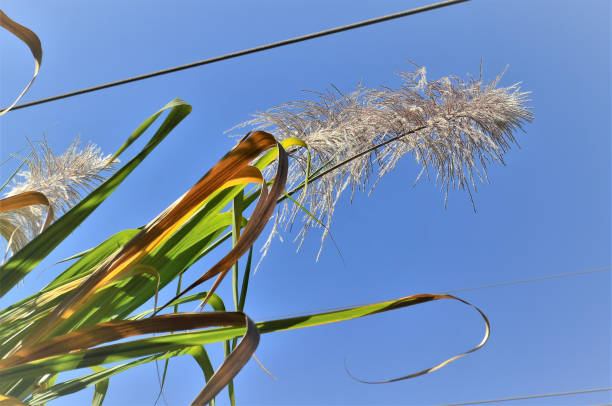istock A flor da Saccharum officinarum no campo 1328672698