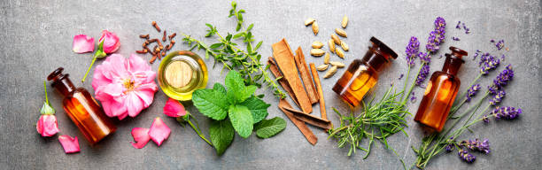 bottles of essential oil with rosemary, thyme, cinnamon sticks, cardamom, mint, lavender, rose petals and buds - naturopath imagens e fotografias de stock