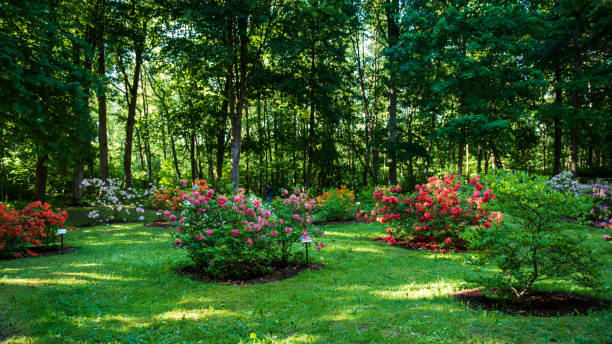 istock Different colors blooming rhododendron bushes in evening light, Cirava, Latvia 1328674882